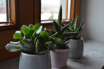 three cactuses on a windowsill as decoration