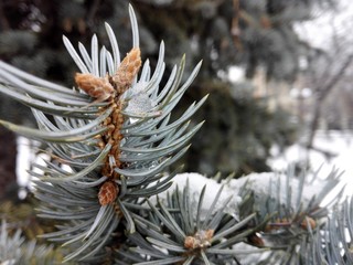 pine tree branch with cones