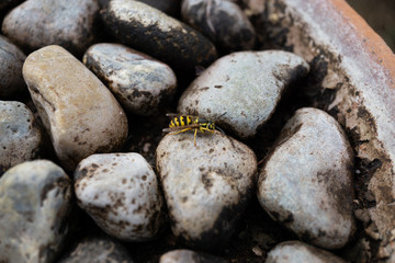 Wasp on Rocks