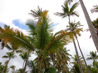 palm tops against sky