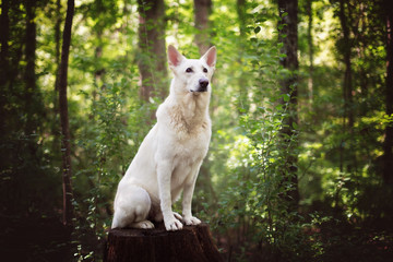 German Shepherd Dog Sitting on a Log