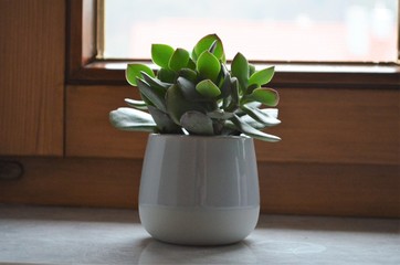 green cactus plant with thick leaves in a flower pot on windowsill as decoration