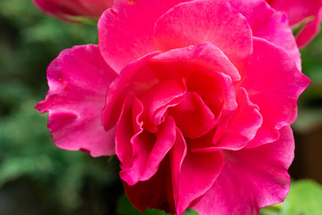 Pink Rose
