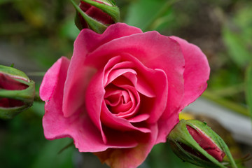 Pink Rose in Garden