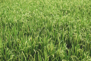 rice field spikelets