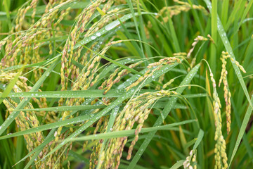 後楽園 雨上がりの井田