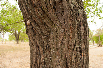 Obraz premium One gastropod snail sleeps on a tree in the southern country in Sunny time