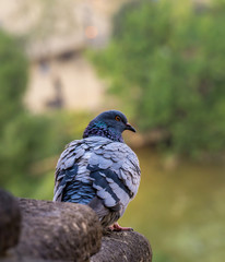 Grey Dove / pigeon sitting on a roof, green background