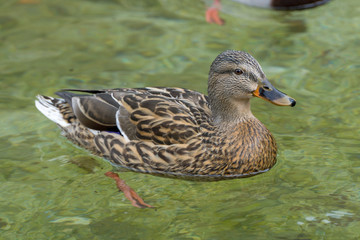 Cloes-Up of a swimming duck – Female Drake Mallard