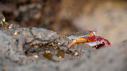 Sally Lightfoot Red Crab
