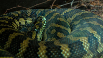 Python
