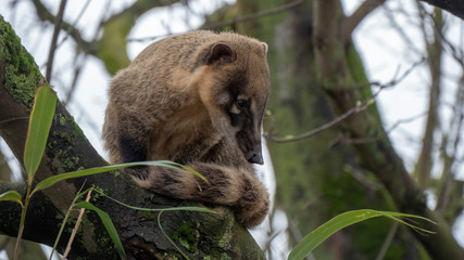 Coati Animal
