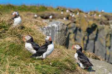 Icelandic Puffisn sitting in the grass
