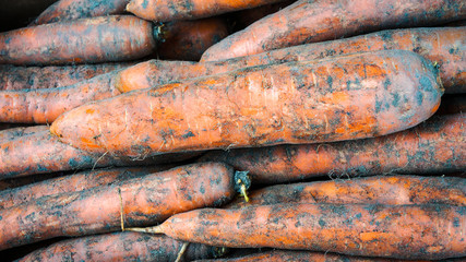 Carrots freshly dug