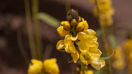 Yellow Flower Closeup