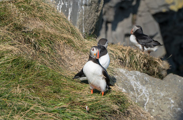 Icelandic Puffisn sitting in the grass