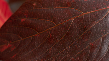 Fototapeta na wymiar Red Leaf Texture