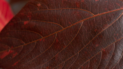 Obraz premium Red Leaf Texture