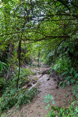 Fototapeta premium Hidden way in the jungle surrounded by green vegetation
