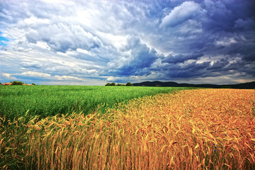 field of wheat and blue sky