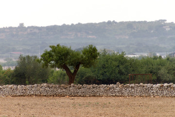 Panorami tra Turi e Putignano (Puglia)