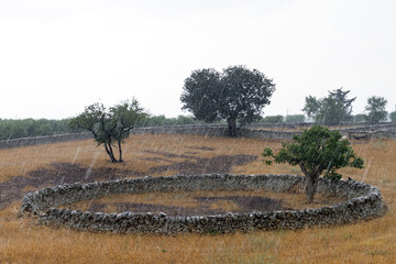 Obraz premium Panorami tra Turi e Putignano (Puglia)