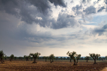 Panorami tra Turi e Putignano (Puglia)