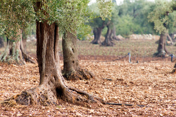 Panorami tra Turi e Putignano (Puglia)