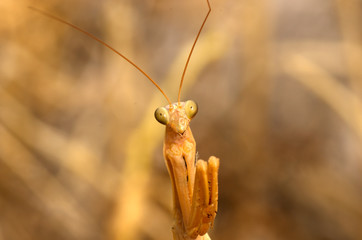 The macro view of a grasshopper