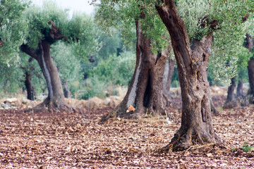Panorami tra Turi e Putignano (Puglia)