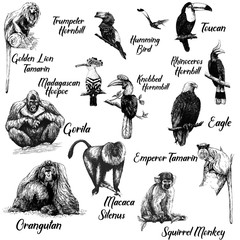 Big set of hand drawn sketch style primates and exotic birds isolated on white background. Vector illustration. © Ecaterina Sciuchina