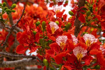 Flamboyant - Delonix Regia - Tropical flower