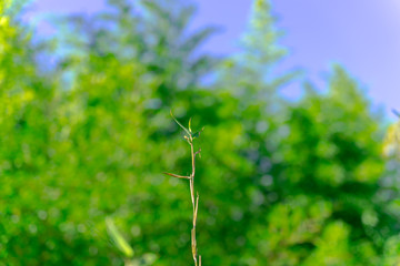green grass in spring	