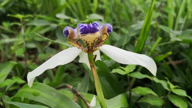 Neomarica Northiana, Commonly Named Norths False Flag, Walking Iris Or Apostle Plant In A Rainy Day With Water Drops Falling Over The Petals