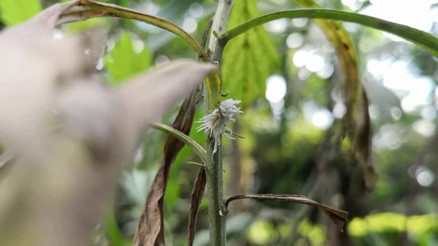 White butternut woolly worm. Eriocampa juglandis sandfly larva. Plant pest and withered leaf.