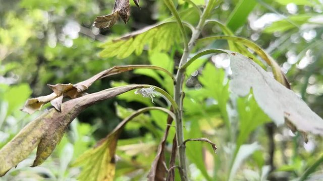 White butternut woolly worm. Eriocampa juglandis sandfly larva. Plant pest and withered leaf. Insect walking below an absinthe plant branch.