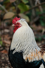Portrait coq leghorn argenté profil
