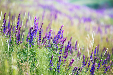 background of blooming sage