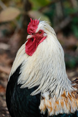 portrait coq silver leghorn, trois quart face