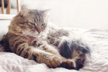 Beautiful tabby cat lying on bed and seriously looking with green eyes in soft morning light. Fluffy Maine coon with funny emotions resting in white stylish room. Cat portrait