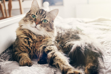 cute cat lying on comfortable bed in morning light in stylish room. maine coon resting on blanket with funny emotions and adorable look
