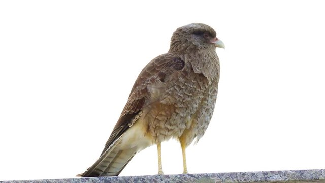 Gavi&atilde;o em fundo branco (Milvago chimango)