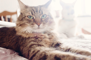 Beautiful tabby cat lying on bed in soft morning light. Fluffy Maine coon with funny emotions resting in white stylish room. Cat portrait. Space for text