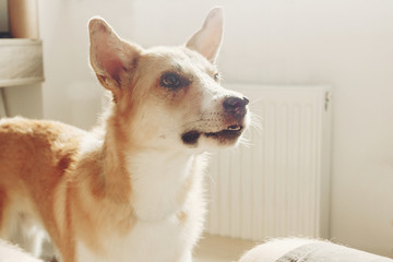 Beautiful dog with cute eyes standing in soft morning light in stylish room. Cute Siberian Laika playing in white stylish room. Adorable golden doggy