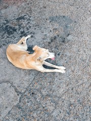 Cão, o melhor amigo do homem.