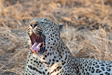 Close up portrait of male leopard with open mouth showing teeth and tongue and dry grass in background
