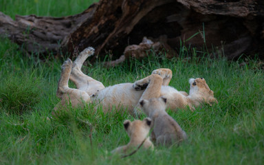Lionness and her Cubs