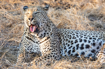 Close up portrait of male leopard with open mouth showing teeth and tongue and dry grass in backgrounf