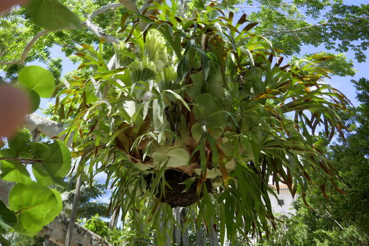 Staghorn Fern 1