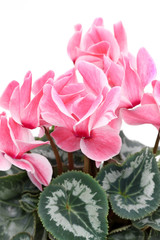 シクラメン　花